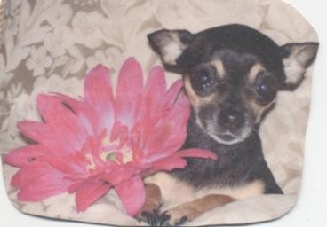 pelu en la sala con una flor 